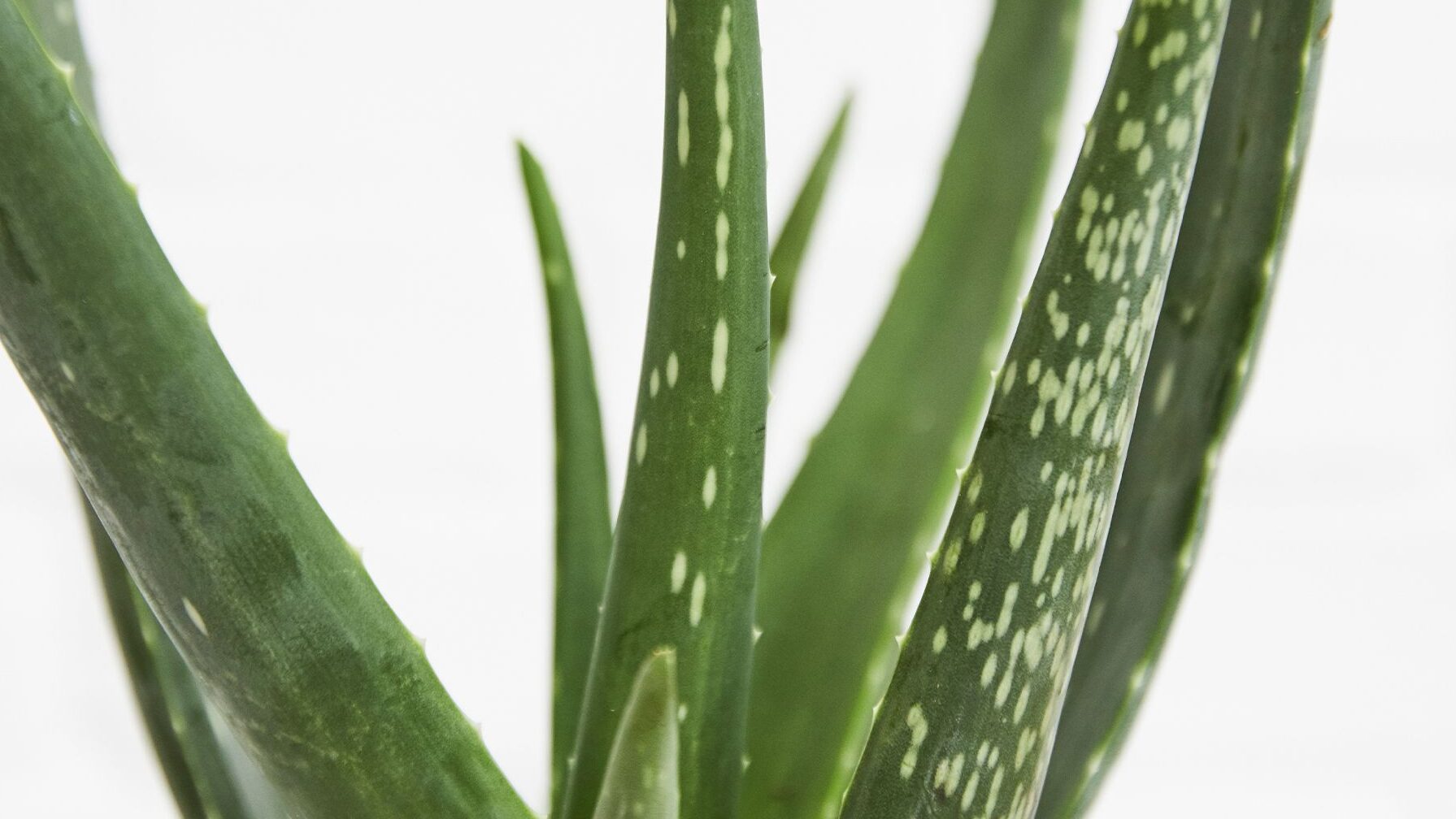 Aloe Vera Comment Utiliser : Guide Pratique pour Tous les Usages