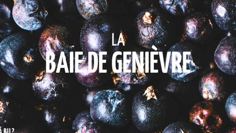 Baie de genièvre utilisation : Découvrez ses multiples vertus !