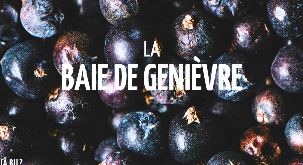 Baie de genièvre utilisation : Découvrez ses multiples vertus !