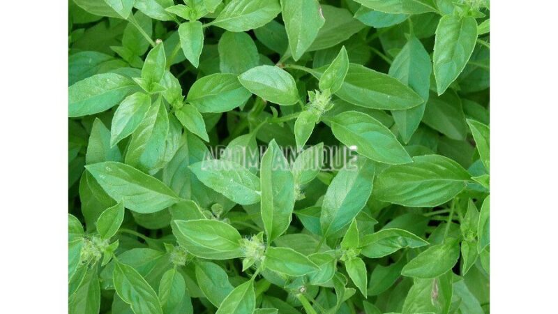 Basilic Citron Utilisation : Découvrez ses Bienfaits et Applications Innovantes