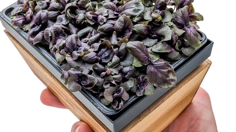 Basilic Pourpre Utilisation : Découvrez ses Bienfaits et Applications!