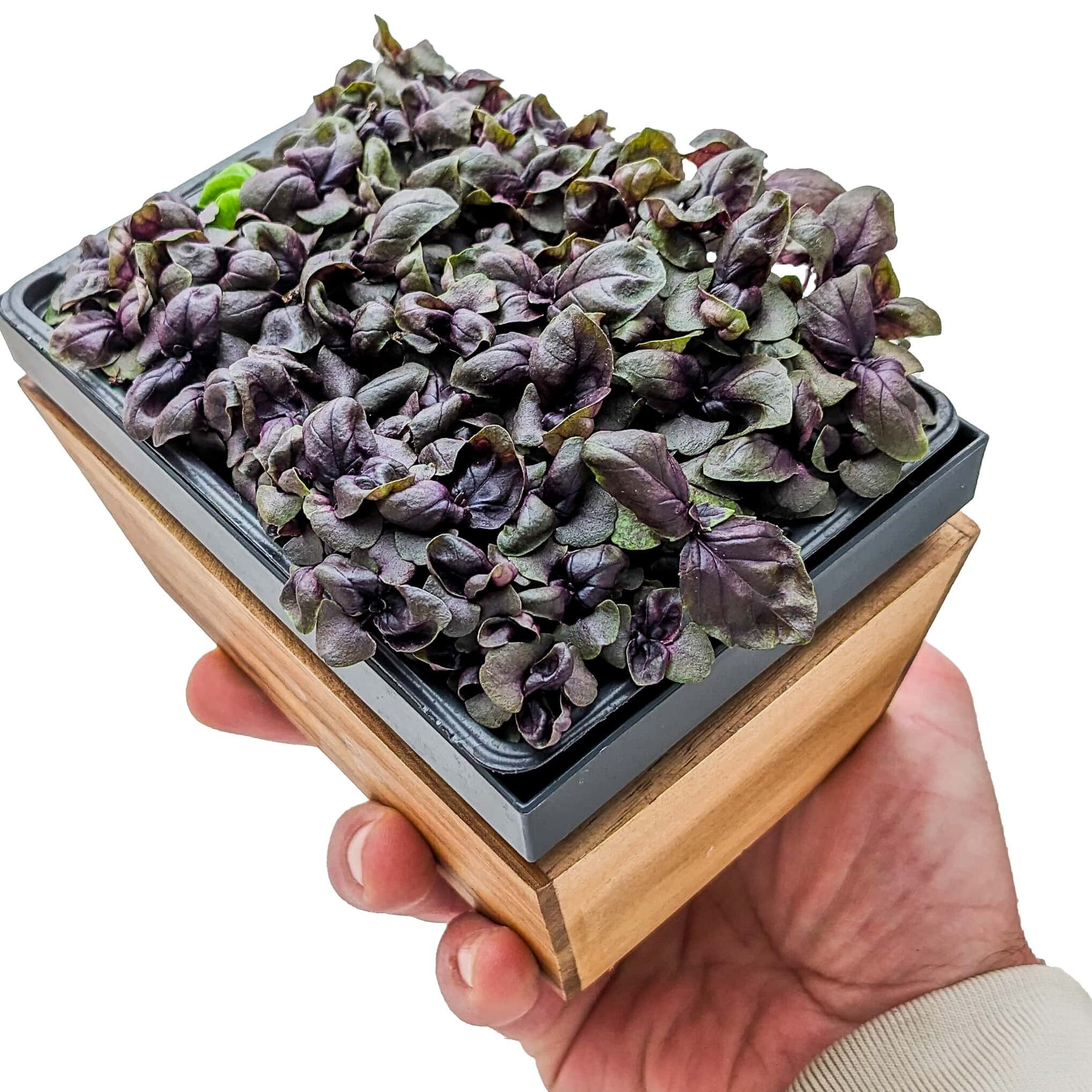 Basilic Pourpre Utilisation : Découvrez ses Bienfaits et Applications!