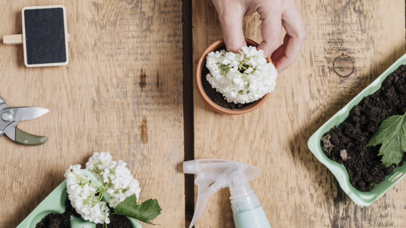 Bicarbonate de soude utilisation jardin : Astuces indispensables !