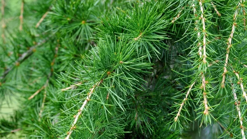 Bois de cèdre utilisation : Découvrez ses multiples avantages!