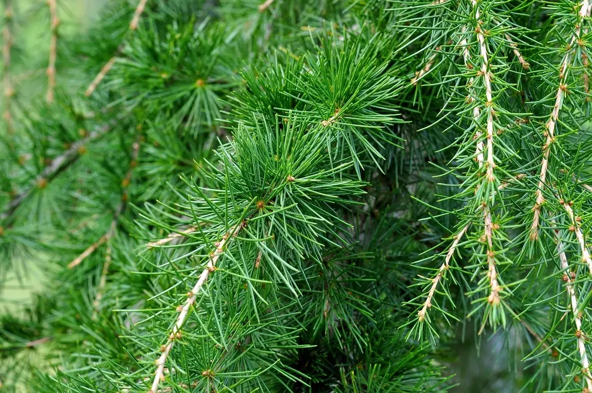 Bois de cèdre utilisation : Découvrez ses multiples avantages!