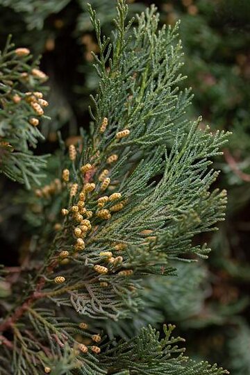 Bois de cyprès utilisation : Découvrez ses multiples avantages !