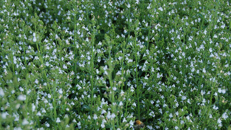 Calament Nepeta Utilisation : Découvrez ses Bénéfices Inattendus !