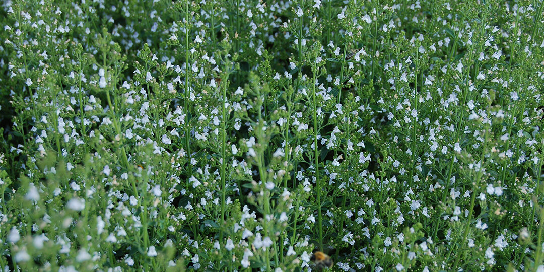 Calament Nepeta Utilisation : Découvrez ses Bénéfices Inattendus !