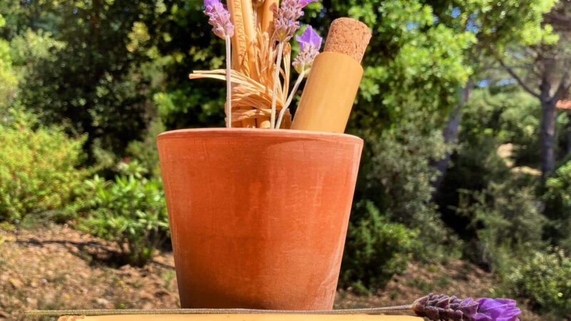 Canne de Provence Utilisation : Découvrez ses Multiples Vertus !