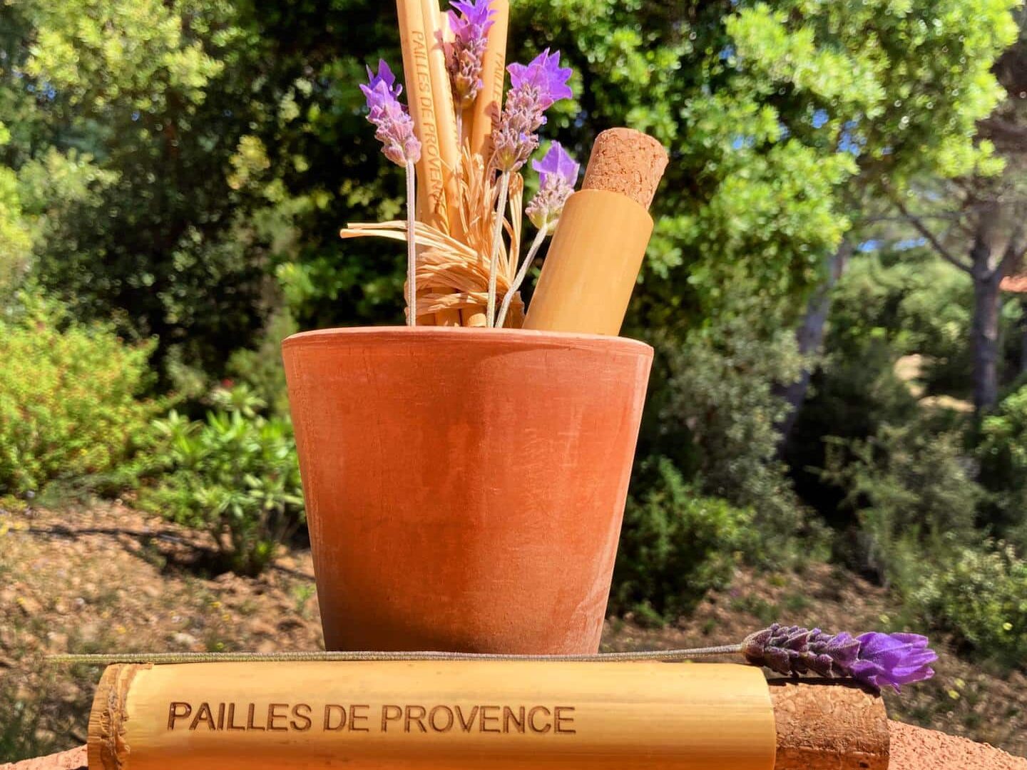 Canne de Provence Utilisation : Découvrez ses Multiples Vertus !