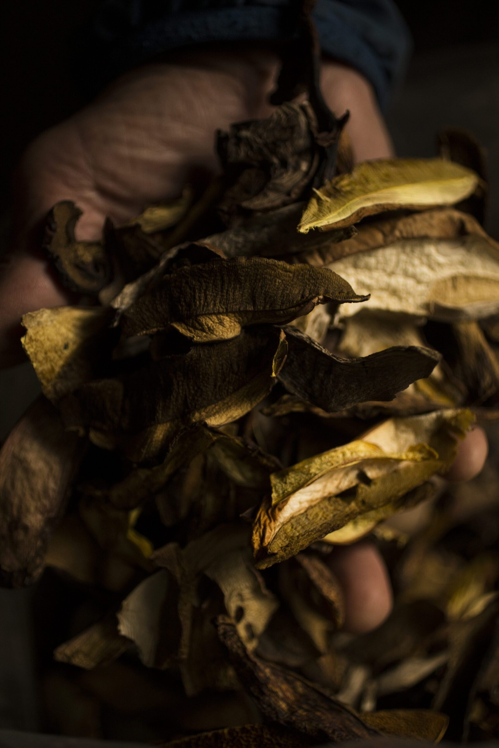 Comment utiliser des champignons séchés : Guide Pratique et Savoureux