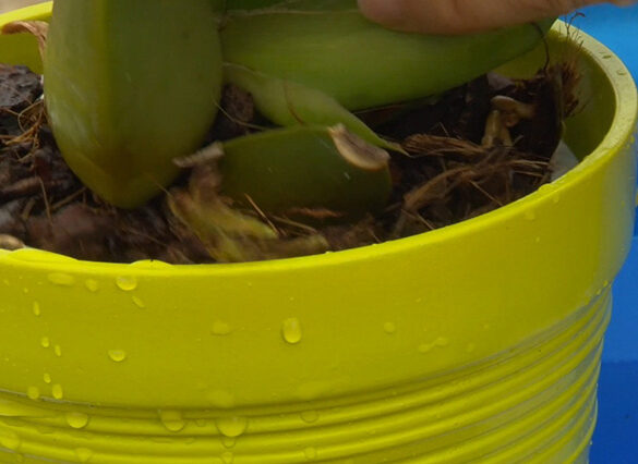 Comment utiliser engrais liquide orchidée : Guide Pratique Efficace