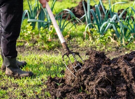 Comment utiliser fumier de cheval pour un jardin prospère ?