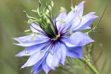 Comment utiliser huile de nigelle : Astuces et Bienfaits Essentiels