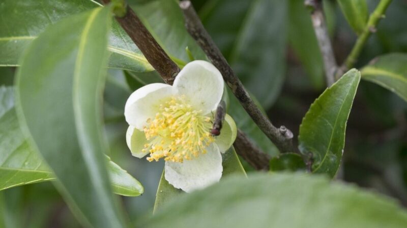 Comment utiliser huile essentiel tea tree : Guide complet et astuces !