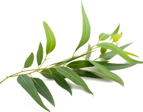 Comment utiliser huile essentielle eucalyptus : Guide pratique et bénéfices essentiels