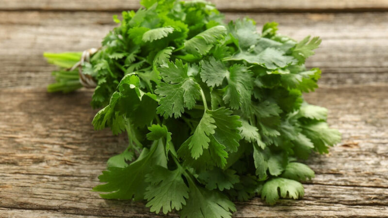 Comment utiliser la coriandre : Astuces et recettes savoureuses !
