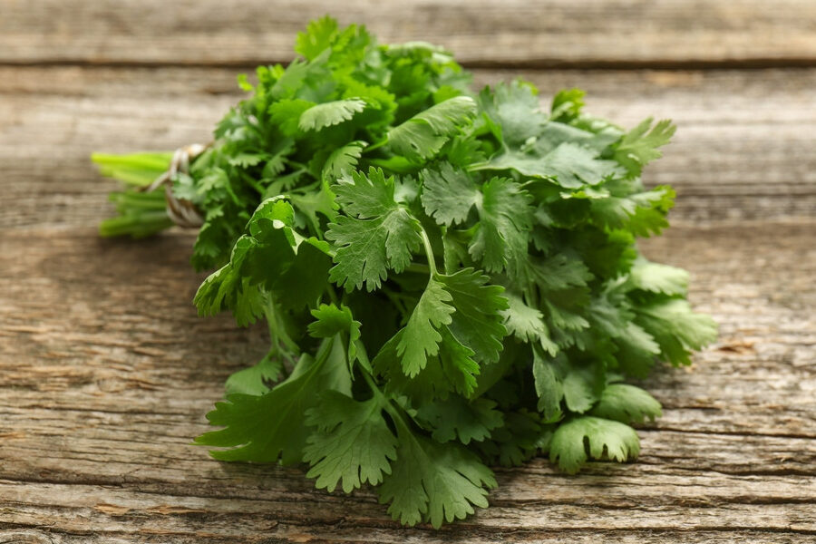 Comment utiliser la coriandre : Astuces et recettes savoureuses !