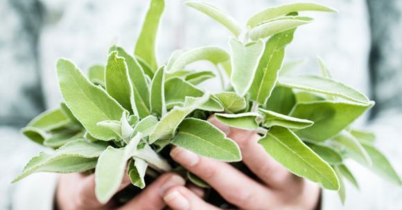 Comment utiliser la sauge en cuisine : 5 astuces incontournables !