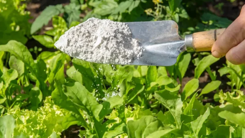 Comment utiliser la terre de diatomée dans le poulailler efficacement ?