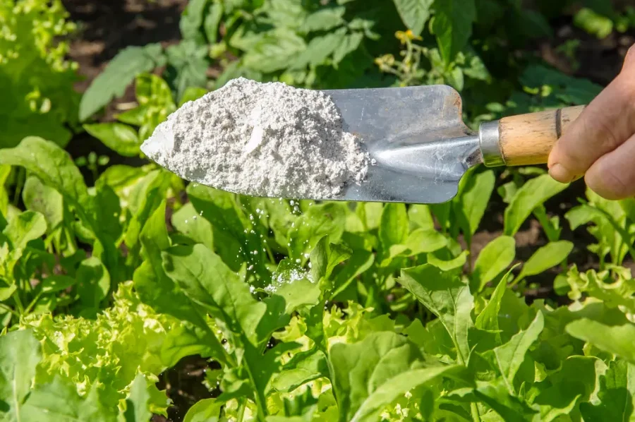 Comment utiliser la terre de diatomée dans le poulailler efficacement ?
