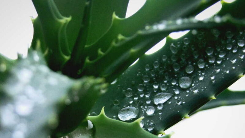 Comment utiliser l&rsquo;aloe vera pour les cheveux : guide essentiel et conseils pratiques