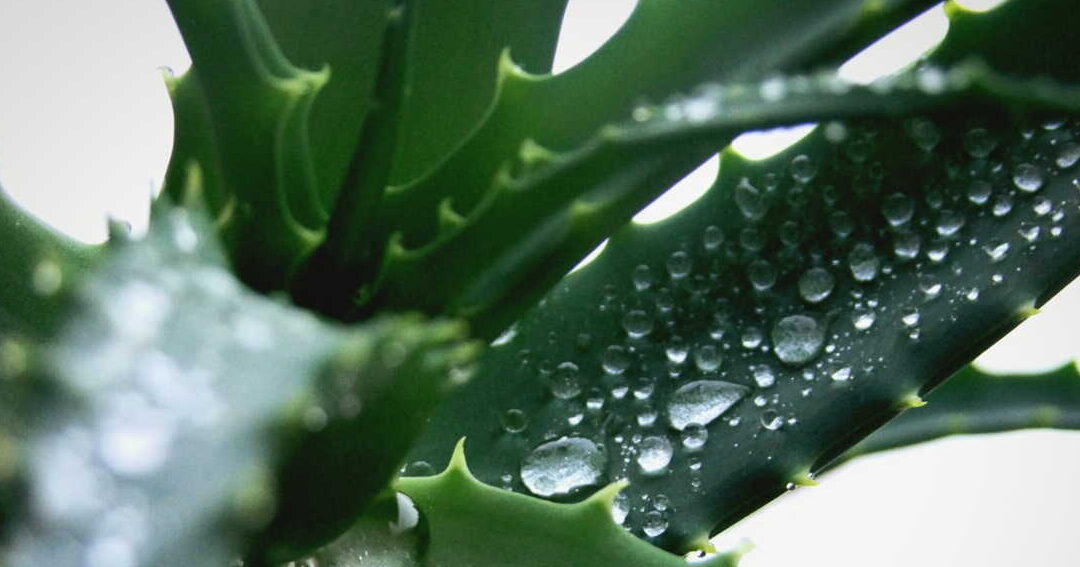 Comment utiliser l&rsquo;aloe vera pour les cheveux : guide essentiel et conseils pratiques