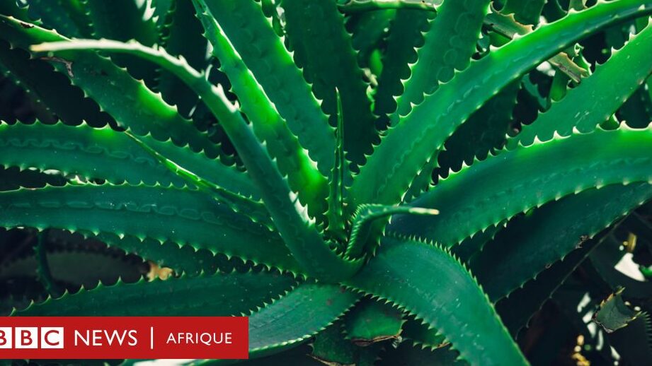 Comment utiliser l&rsquo;aloe vera frais : 5 astuces indispensables !