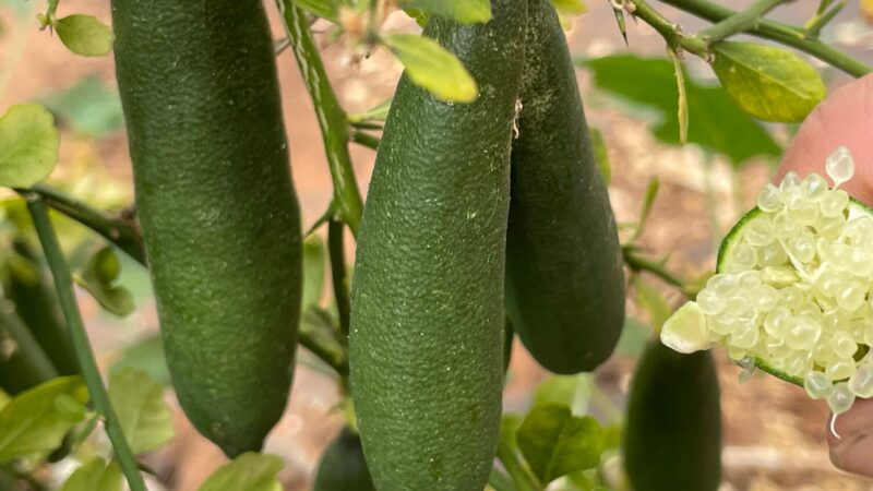 Comment utiliser le citron caviar : Guide pratique et astuces incontournables