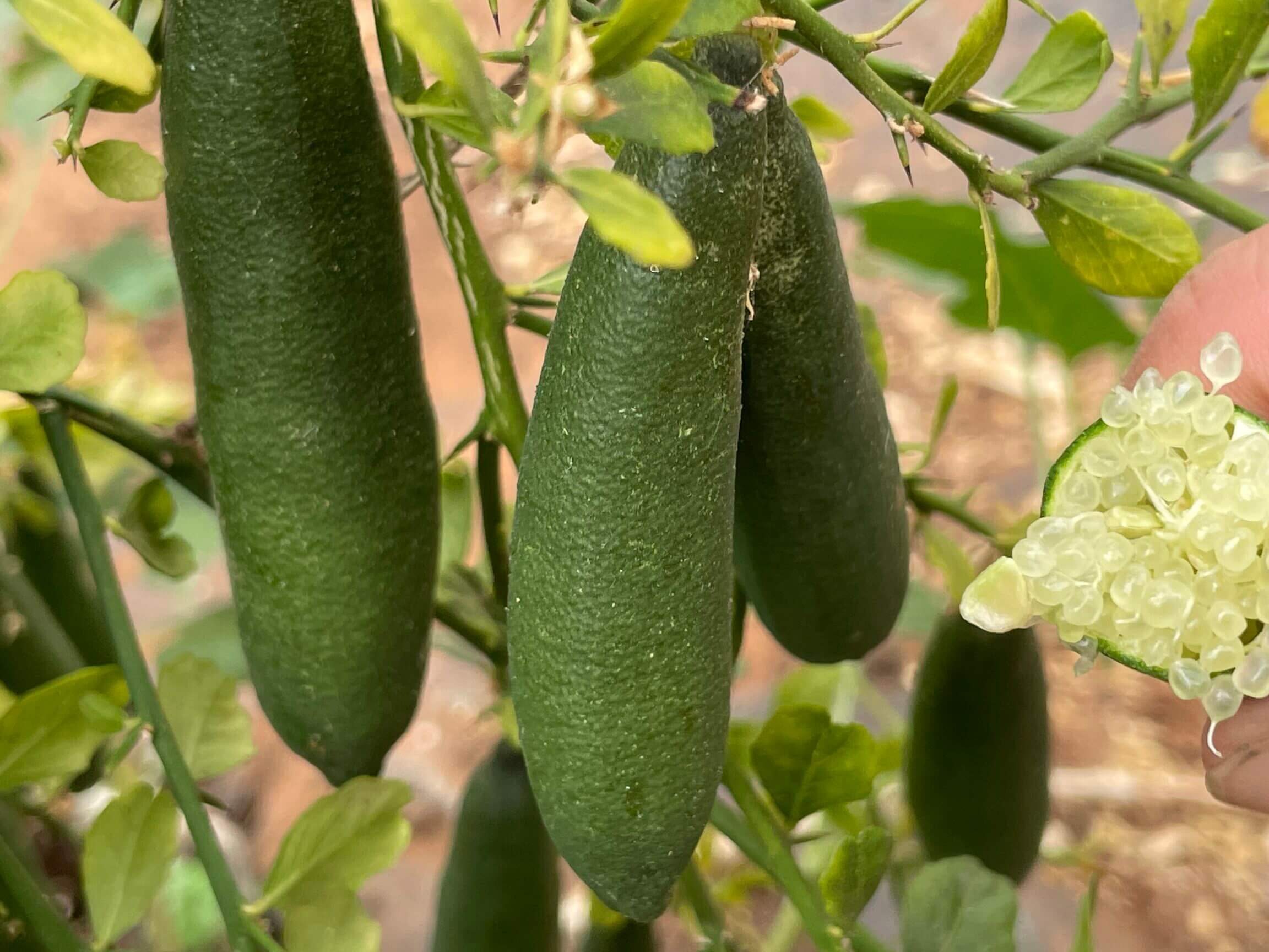 Comment utiliser le citron caviar : Guide pratique et astuces incontournables