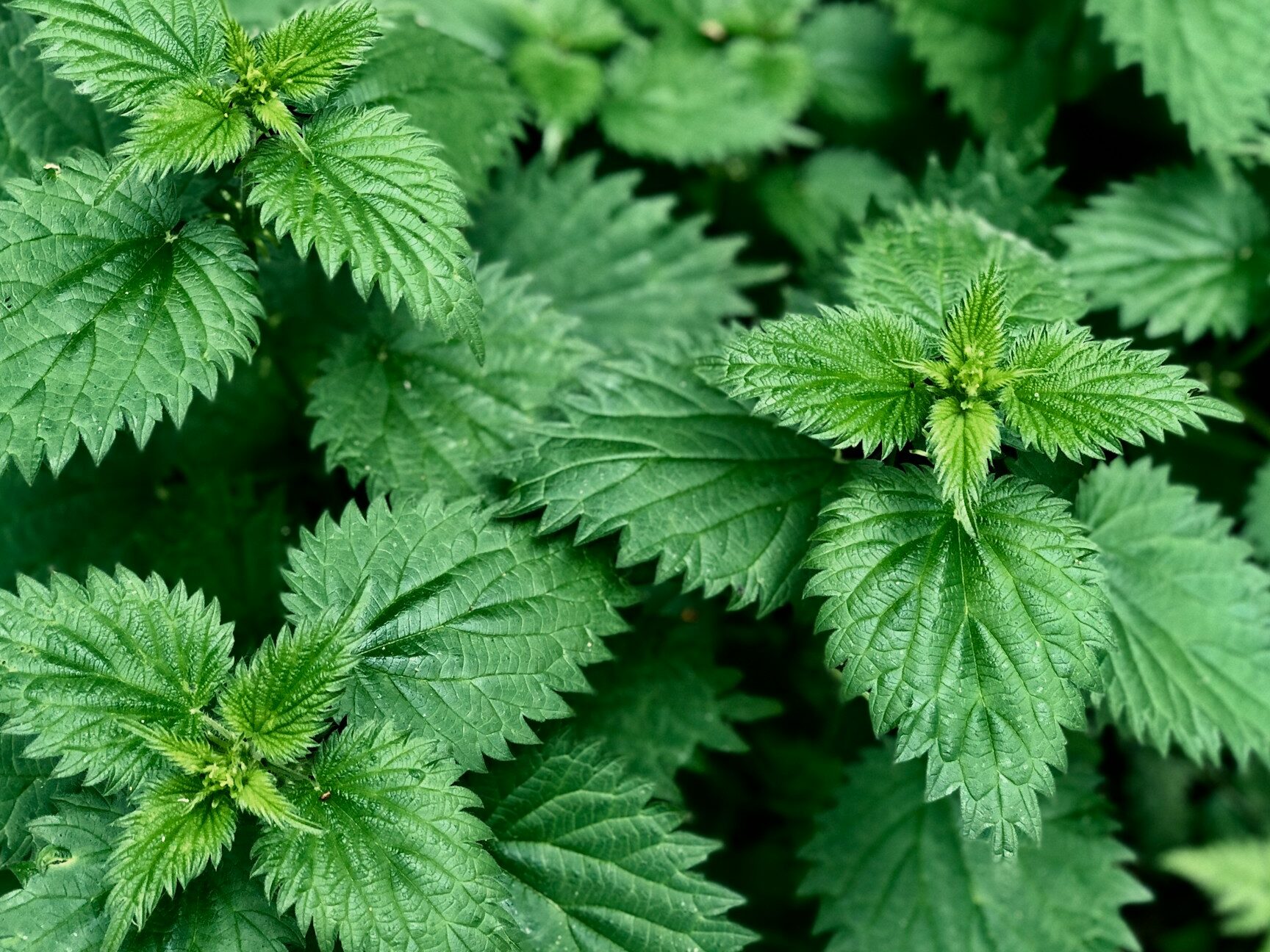 Comment utiliser le purin d&rsquo;ortie comme insecticide efficace ?