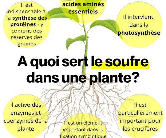 Comment utiliser le soufre en poudre : Guide pratique et efficace