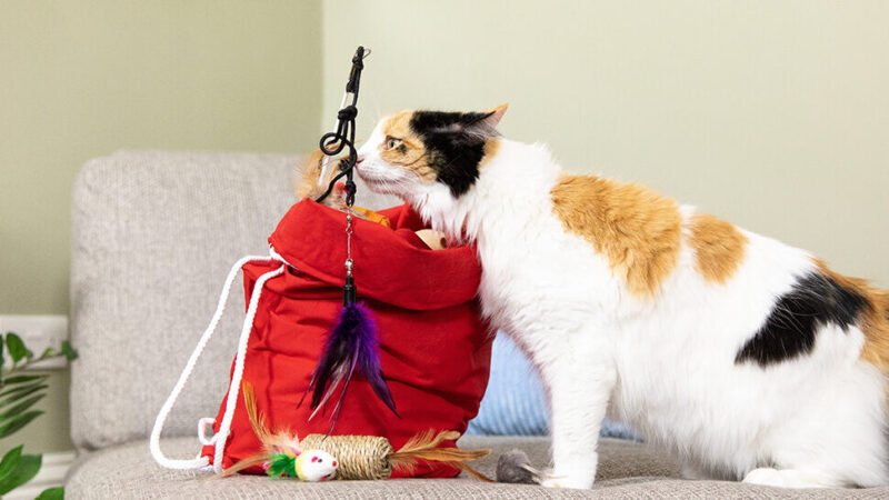 Comment utiliser l&rsquo;herbe à chat pour le bonheur de votre félin !
