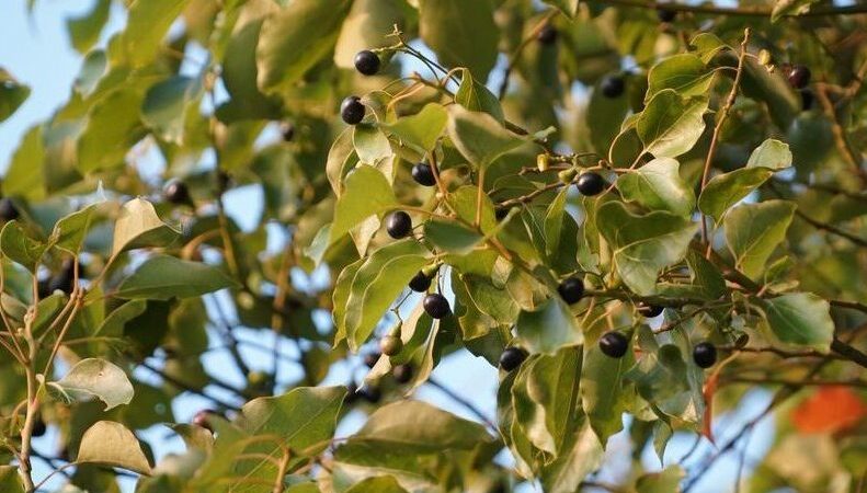 Comment utiliser l&rsquo;huile essentielle de lavande pour un bien-être optimal
