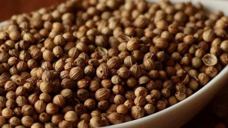 Coriandre Utilisation : Découvrez Ses Bienfaits et Recettes Uniques