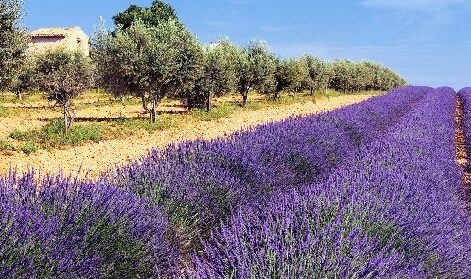 Eau de lavande utilisation : 10 astuces pour en profiter pleinement