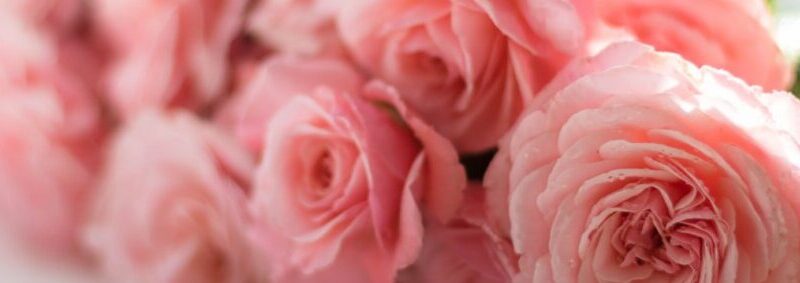 Eau de Rose Utilisation : Découvrez ses Bienfaits et Applications !