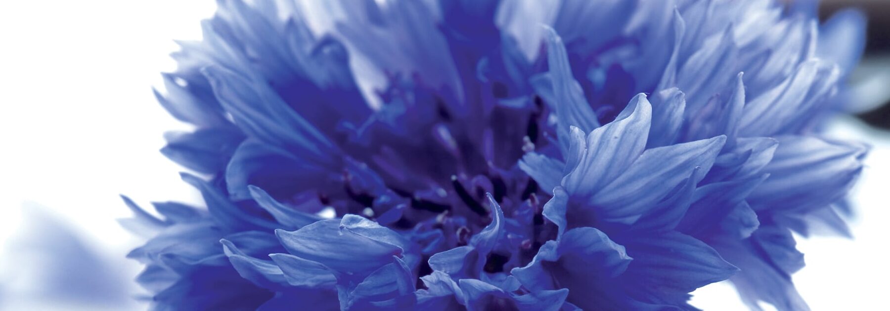 Eau florale utilisation : Découvrez ses bienfaits et applications pratiques