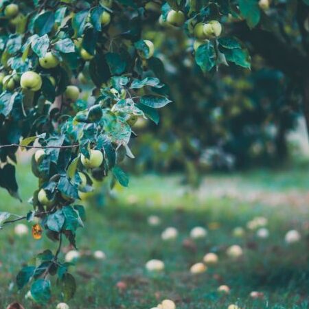 Érable champêtre utilisation : Découvrez ses multiples avantages!