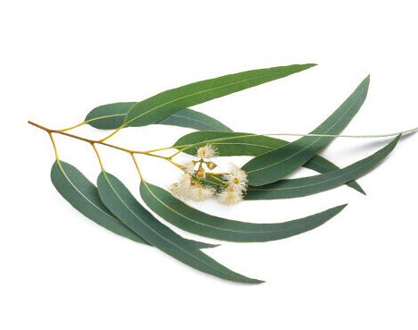 Eucalyptus globulus utilisation : découvrez ses multiples bienfaits!