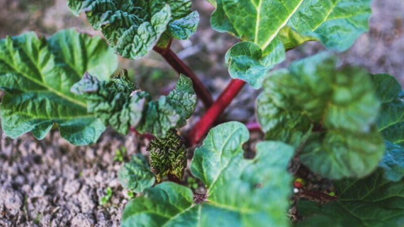 Feuille de rhubarbe utilisation : Découvrez ses multiples bénéfices !