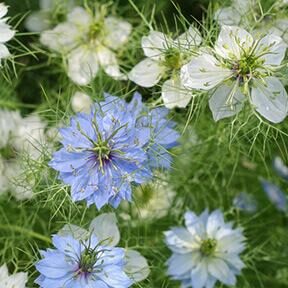 Graines de Nigelle Utilisation : Découvrez leurs Bienfaits Essentiels