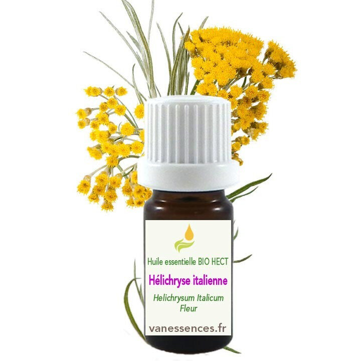 Helichrysum italicum utilisation : Découvrez ses incroyables bienfaits !