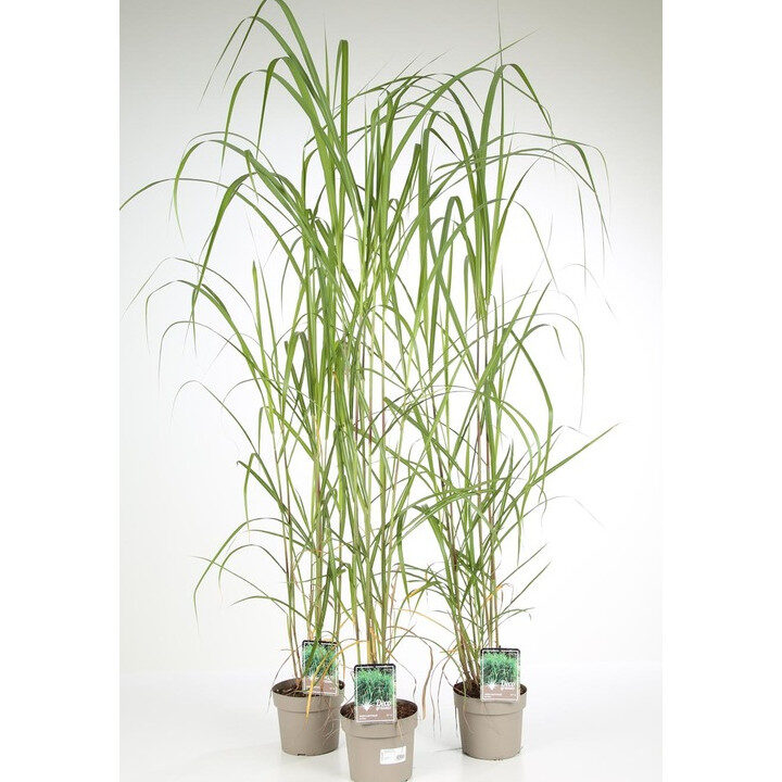 Herbe à éléphant utilisation : Découvrez ses bienfaits incroyables !