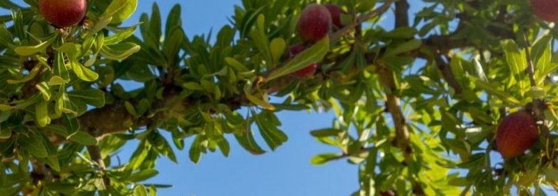 Huile Argan Utilisation : Découvrez Ses Bienfaits Étonnants !