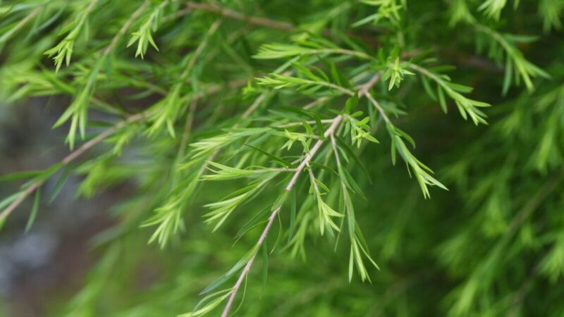 Huile essentielle arbre à thé utilisation : bienfaits et conseils pratiques