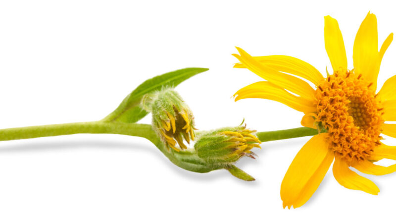 Huile essentielle arnica utilisation : Guide pratique et bénéfices révélés