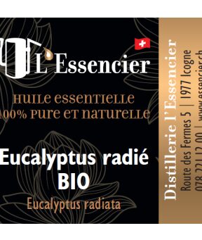 Huile essentielle eucalyptus radié utilisation : découvrez ses bienfaits !