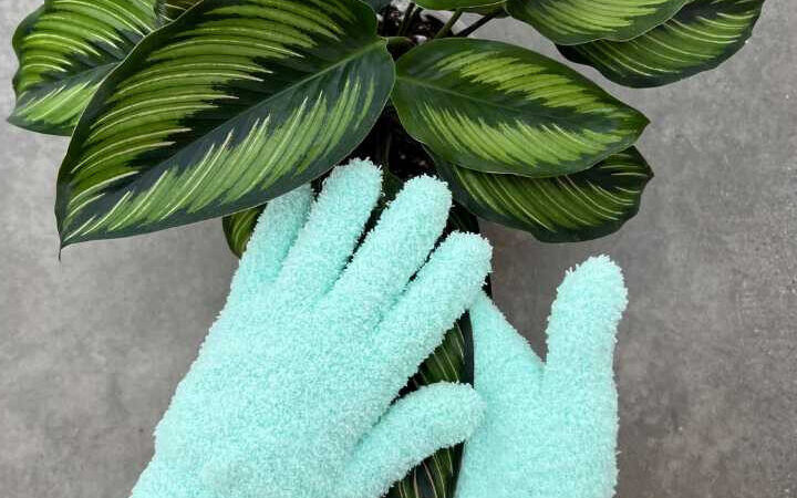 Lechuza-Pon Utilisation : Maximisez vos Plantes Vertes Maintenant