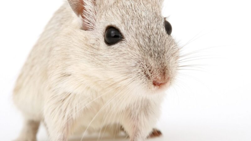 Les animaux utilisés dans la sorcellerie : mystères et usages révélés